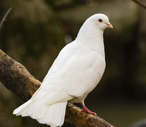 Vogels | Horta Merkem | Vogelcenter Baes