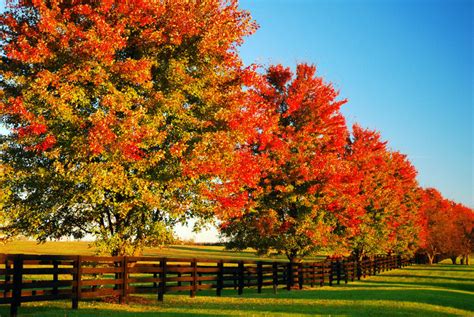 The Best Spots to Experience Kentucky Fall Foliage - Minneopa Orchards