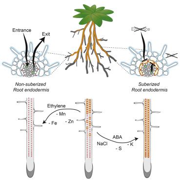 Root Hair Cell Adaptations