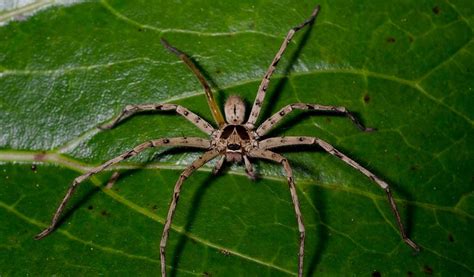 Pająk Huntsman Spider HETEROPODA sp. Laen L4/L5 | CZĘSTOCHOWA | Kup ...