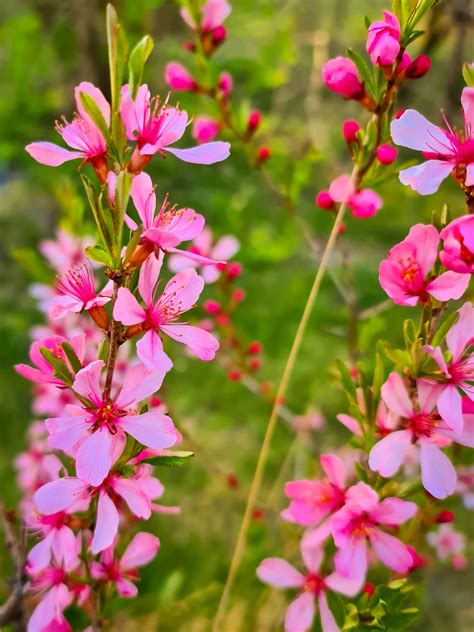 Pink Almond Flowers Free Stock Photo - Public Domain Pictures