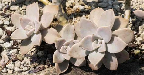 Growing The Ghost Plant Succulent - Graptopetalum Paraguayense