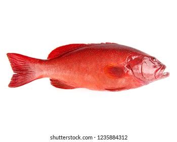 7,920 Red grouper fish Images, Stock Photos & Vectors | Shutterstock