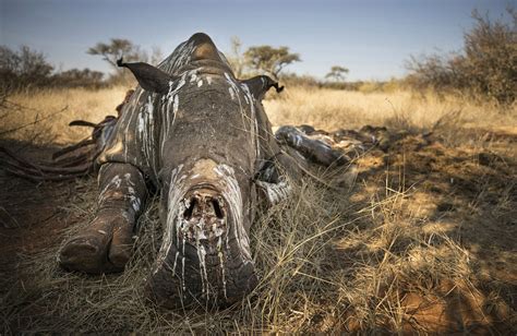 Africa wildlife films try to inspire amid poaching scourge | AP News