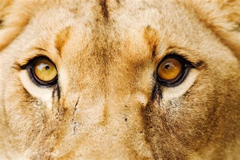 10 Interesting Facts About Lion Eyes - Africa Freak