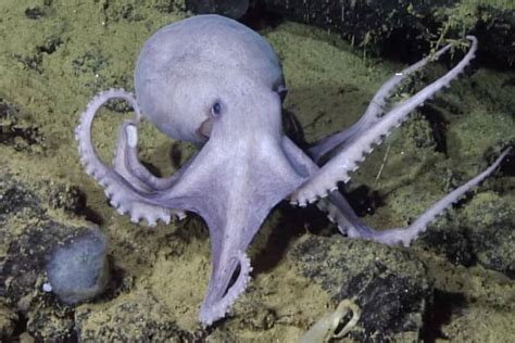 Octopus Garden breeding hotspot found in Monterey Bay - DIVE Magazine