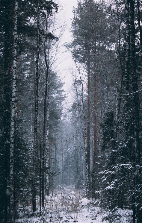 Snow Covered Trees · Free Stock Photo