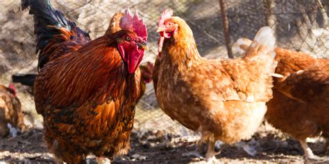 Avian Flu Outbreak: What You Need to Know About H5N1