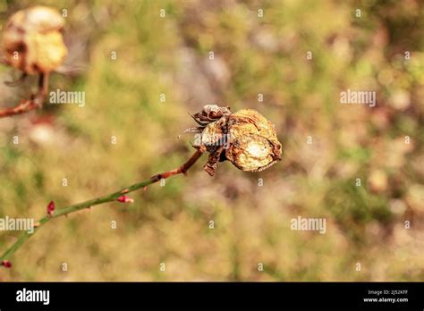 Dry old rose in the garden with a blurred background. Spring. Rose bush ...