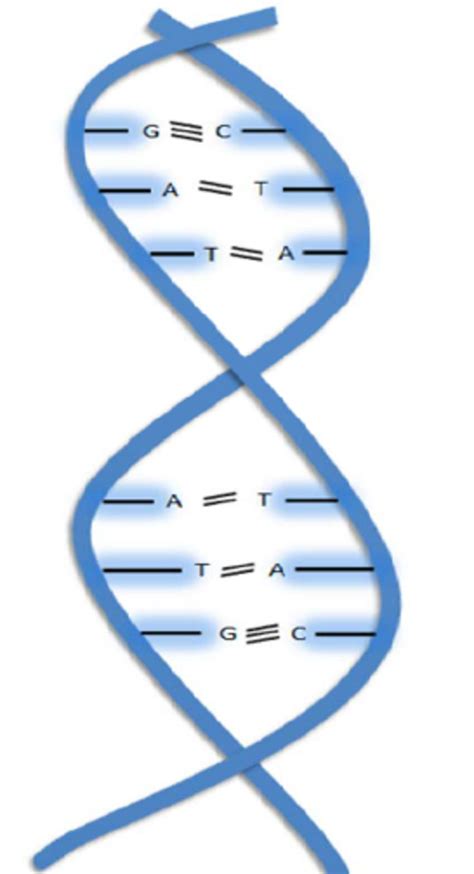 Structure of Single strand of DNA (only a portion shown) | Download ...