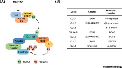 A Destiny for Degradation: Interplay between Cullin-RING E3 Ligases and Autophagy: Trends in ...