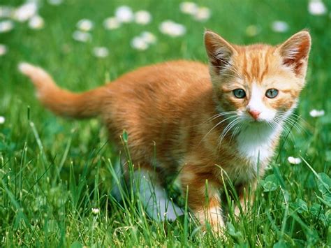 orange kitten - cats,parrots and butterflies Wallpaper (22814262) - Fanpop