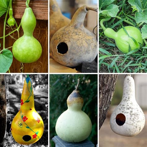 Gourd- Birdhouse Mix seeds | The Seed Collection