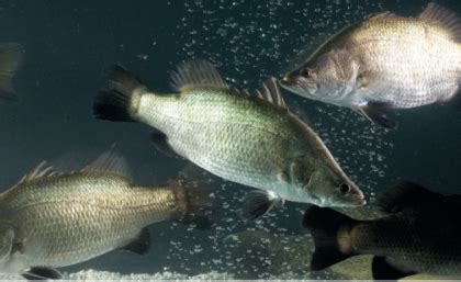 AI to revolutionise barramundi farming - Aqua Culture Asia Pacific