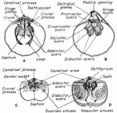 Palaeos Invertebrates: Brachiopoda: Brachiopod Glossary