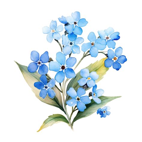 Forget Me Not Flower Watercolor Illustration, Flower, Botanical, Beautiful PNG Transparent Image ...