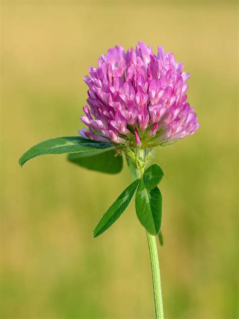 Trifolium pratense - Wikipedia