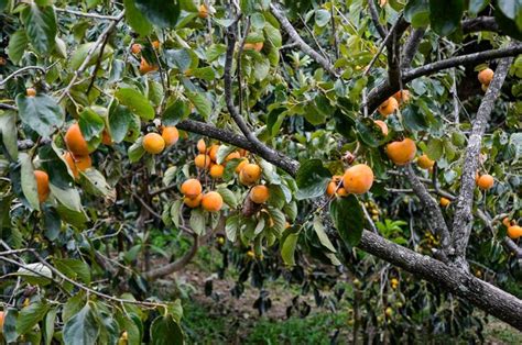 Premium Photo | Persimmon tree in the farm