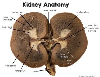 Kidney Dissection Lab Activity for Excretory System by Suburban Science