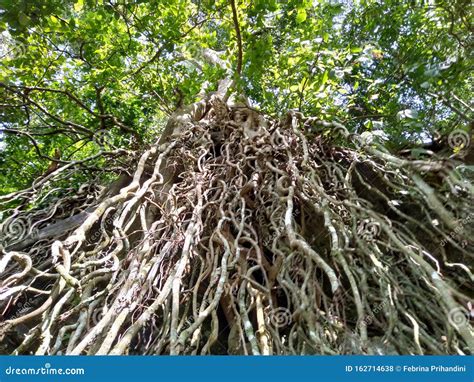 Long Tree Roots from the Top of the Cliff Stock Photo - Image of path, leaf: 162714638