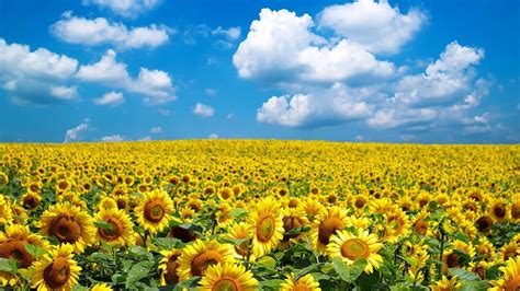 Sunflower farm closes after being inundated with selfie seekers ...