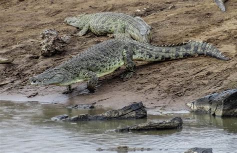 Cannundrums: Nile Crocodile