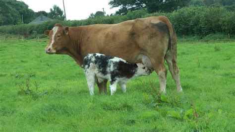 Belgian Blue Calf - YouTube