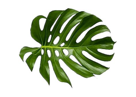 Leaf PNG - PNG All | PNG All