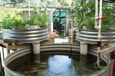 Aquaponics | Aquaponics, Aquaponics diy, Aquaponics greenhouse