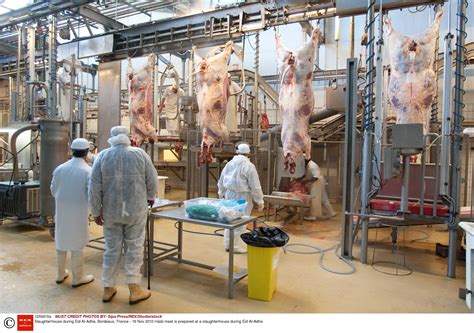 Ban on halal and kosher slaughter methods comes into force in Belgium | Metro News