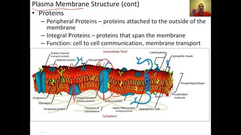 Cell Membrane Structure and Function - YouTube