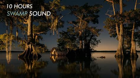 SWAMP Sounds at Night ~ Forest Nature Sounds, Frogs, Crickets, Light Rain | 10 hours - YouTube