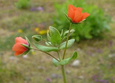 Scarlet Pimpernel Flower Facts | Best Flower Site