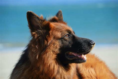 The American Alsatian - Your Ultimate Breed Information Guide | Your ...