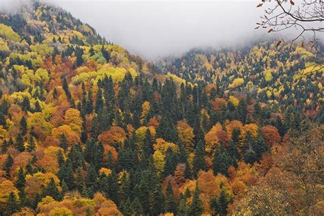 3 Abies alba Mill.-Fagus sylvatica L. mixed forest in the Alpine BR... | Download Scientific Diagram