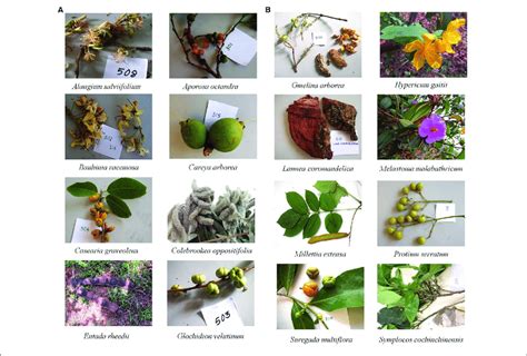 | Photographs of selected plants from Similipal Biosphere Reserve. | Download Scientific Diagram