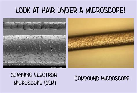 Hair Under a Microscope - Rs' Science