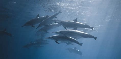 What Animals Eat Dolphins: Main Dolphins Predators