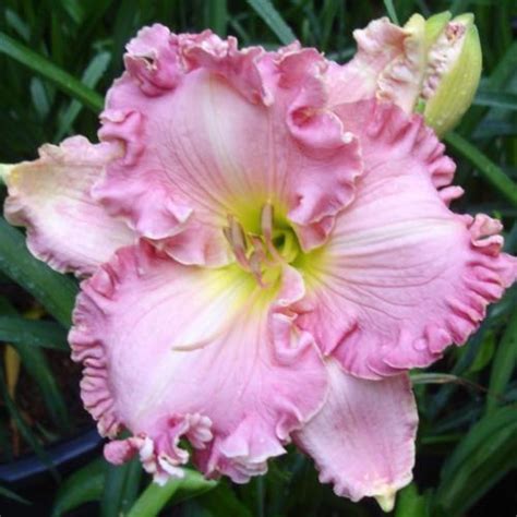 Daylily (Hemerocallis 'Pink Aloha') in the Daylilies Database - Garden.org