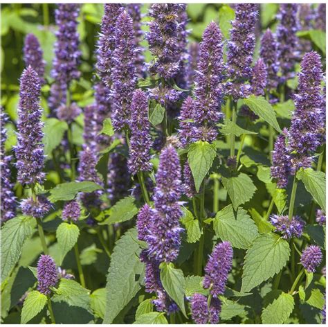 HERB SEEDS : Anise Hyssop, Licorice mint Seeds / CP235 - Chili Punk Berlin