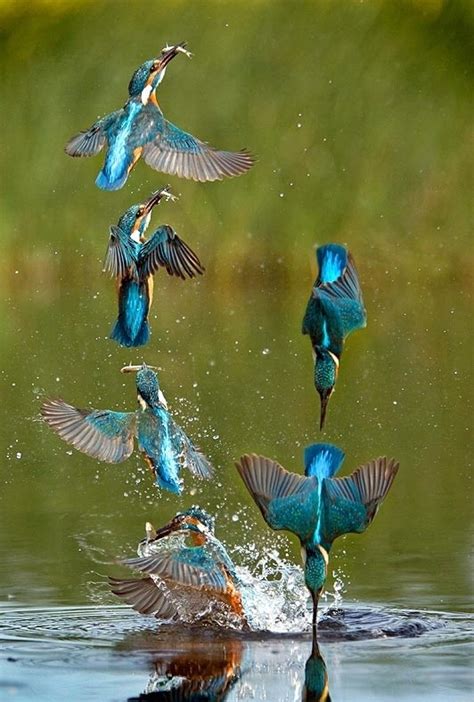 Kingfisher catching fish - Photorator