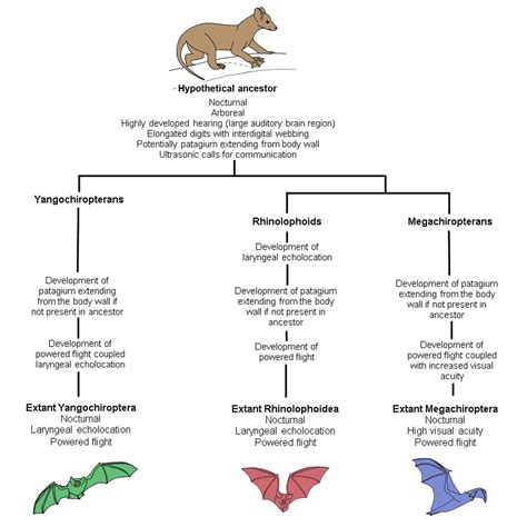 Species New to Science: [Mammalogy • 2020] The Evolution of Flight in ...