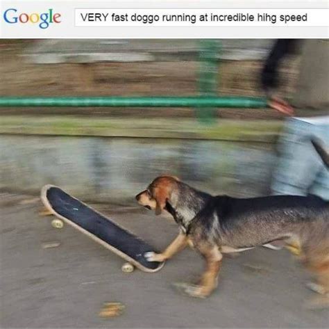 Very Fast Doggo Running at Incredible Hihg Speed: Trending Images ...