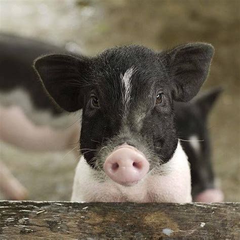 41 best hereford pig images on Pinterest | Hereford pigs, Little pigs ...