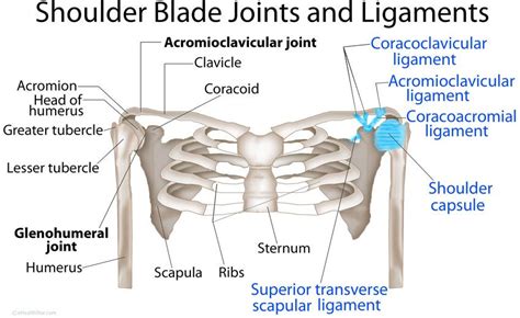 Shoulder (pectoral) girdle anatomy: bones, joints, ligaments, muscles | Anatomy, Ulnar nerve ...