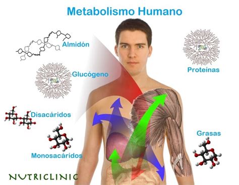 Aspectos Relacionados Con El Metabolismo - Riset