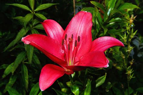 Hot Pink Lily Flower image - Free stock photo - Public Domain photo ...