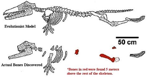 Lies of Evolution: Ambulocetus