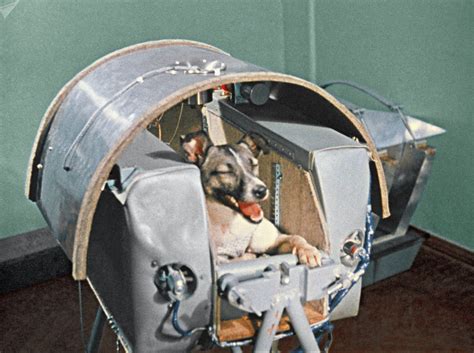 Pin by CK on Space | Space dog, Soviet union, Soviet