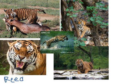 ShowMe - Bengal tiger Adaptations